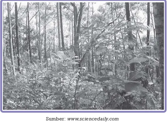 Gambar di atas adalah salah satu contoh ekosistem di hutan. Ekosistem