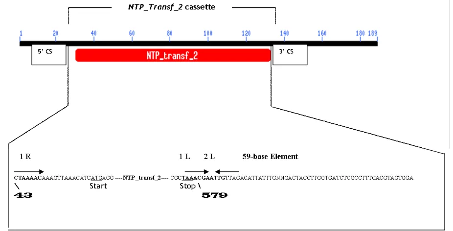 Figure 1. Schematic representation of a NTP_transf_2 gene cassette detected in this study