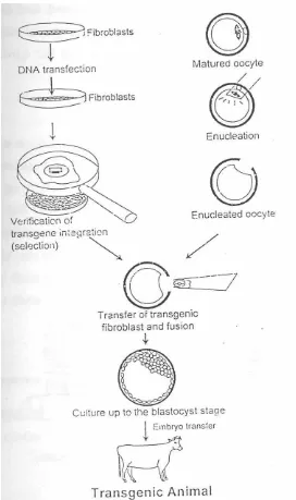Gambar 7. :  Produk Sapi Transgenik dengan Metode Transfer inti Somatik (Niemann and Kues,2000) 