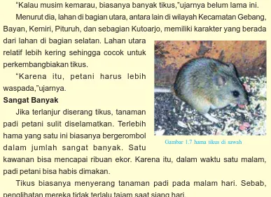 Gambar 1.7 hama tikus di sawah