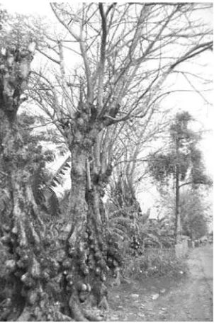 Gambar 3.2 Pohon tua