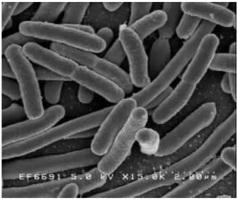 Gambar 1. Escherichia coli (Damanik, 2010). 