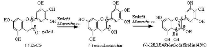 Gambar 2. Reaksi biotransformasi (-)-EGCG oleh jamur endofit (Agusta et al. 2005).