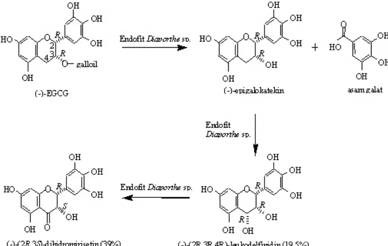 Gambar 4. Tahapan reaksi biotransformasi (-)-EGCG menjadi (-)-(2R,3R)-dihidromirisetin.