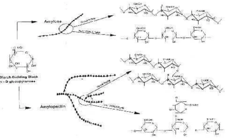 Gambar.2. Struktur amilosa dan amilopektinSumber : Taggart (2000)