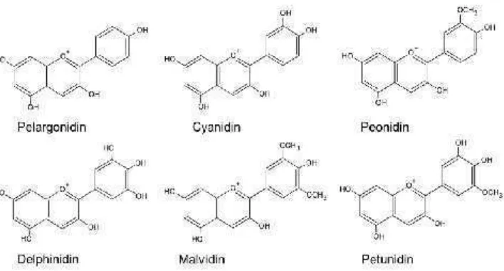 Gambar.5. Struktur kimia dasar dari antosianinSumber : Fenema (1996)