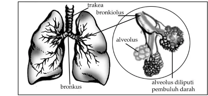 Gambar 1.4  Trakea dan paru-paru