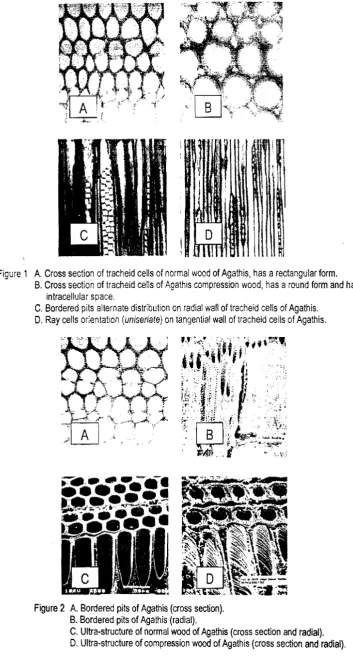 Figure 1  A.  Cross section of tracheid cells of normal wood of Agathis, has a rectangular form. 