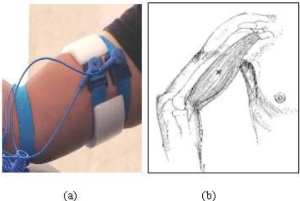 Figure-3. The biceps brachii muscles for electrode positions (a), the electrode placements on subject skin (b)