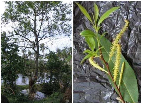 Gambar 1. Pohon, bunga, dan daun tanaman jaloh (Salix tetrasperma Roxb) 