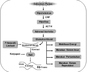 Gambar 3 Jalur aktivasi hipotalamus-hipofisa-adrenal korteks pada keadaan menderita cekaman panas dan dampak utama yang ditimbulkannya serta jalur sekresi, metabolisme dan eskresi hormon kortisol (Adaptasi dari beberapa sumber: Elrom 2000b; Möst dan Palme 