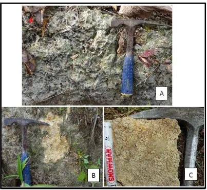 Gambar 4 : Foto kenampakan Fosil foram besar Lepidocyclina sumatrensis (A) dan Miogypsina, sp (B)pada sayatan batuan Gamping pada stasiun JG7 