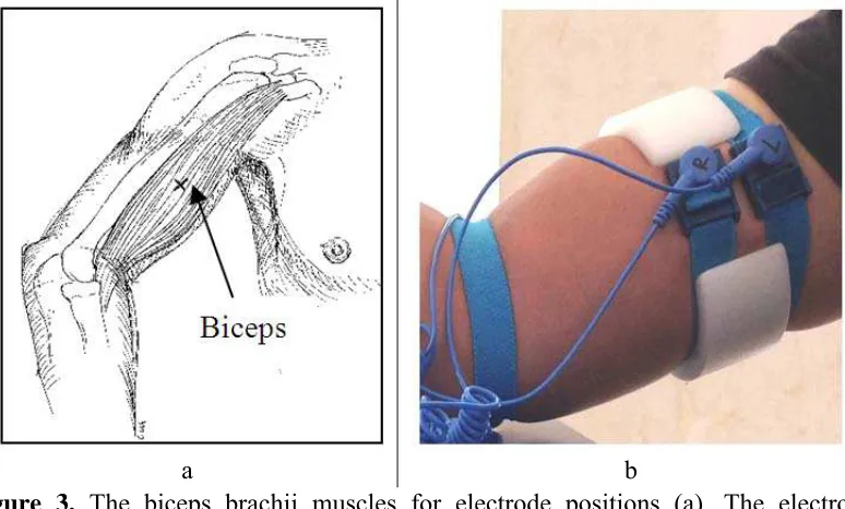 Figure 3. The biceps brachii muscles for electrode positions (a), The electrode placements on subject skin (b) 