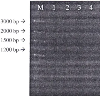 Gambar 7 Hasil elektroforesis isolat DNA genom S. aureus (M= marker 100 bp plus DNA ladder; 1= S