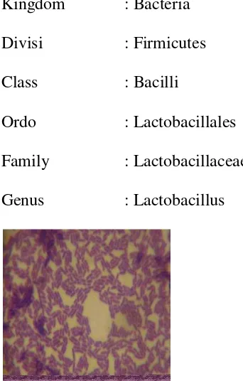 Gambar 1. Lactobacillus (Rahmawati, 2012) 