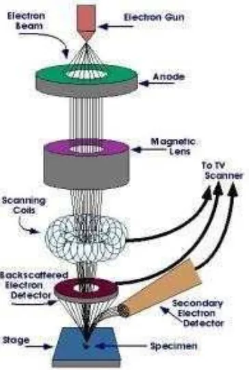 Gambar 2.7.  Skema alat Scanning Electron Microscopy (SEM) (Griffin and Reissen, 1991)