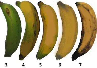 Gambar  2.  Skala warna kematangan pisang Kepok 