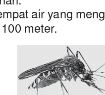 Gambar 12.3 Nyamuk Aedes aegypti