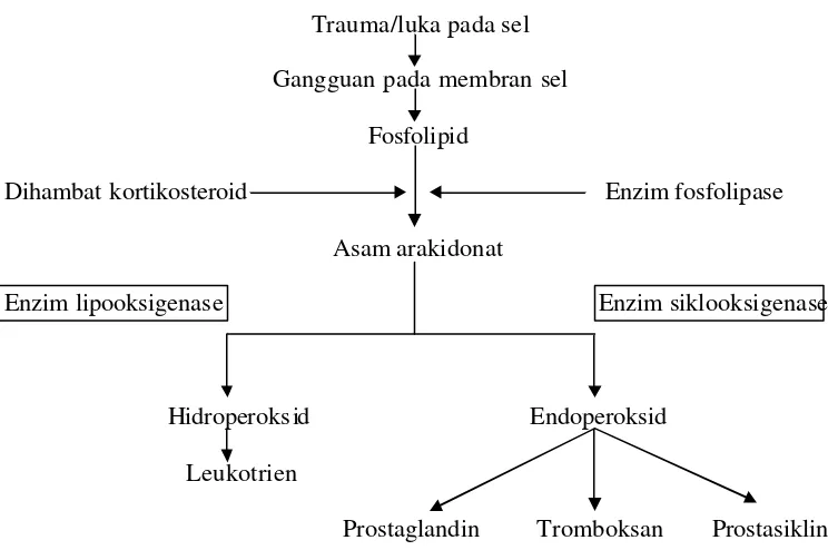 Gambar 2. Biosintesis Prostaglandin (Wilmana, 1995). 