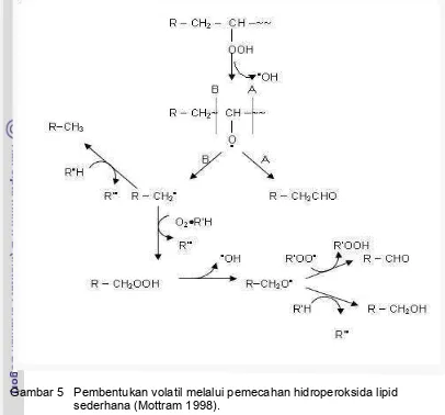 Gambar 5   Pembentukan volatil melalui pemecahan hidroperoksida lipid  