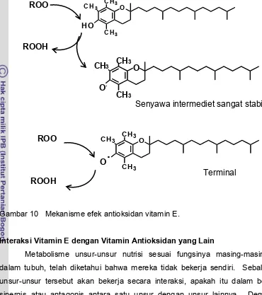 Gambar 10   Mekanisme efek antioksidan vitamin E. 