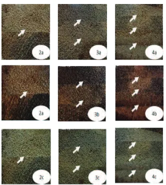 Gambar 8  Uji delaminasi rendam dalam air. Anak panah menunjukkan garis rekat (Darwis et al