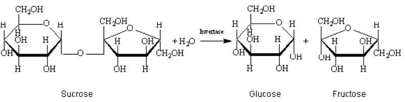Gambar 3  Reaksi invertasi atau hidrolisis sukrosa 