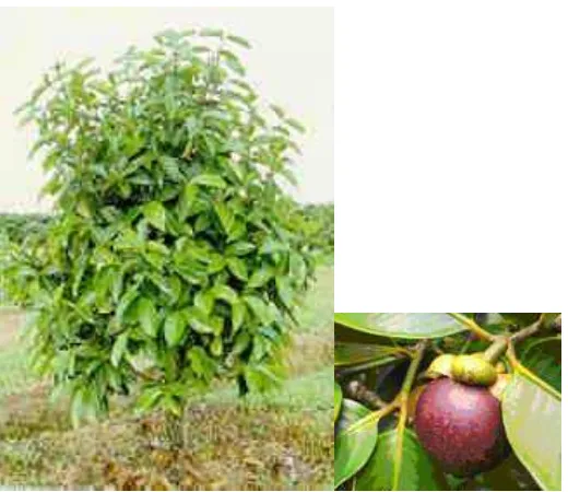 Gambar 10  Tanaman manggis (Garcinia mangostana) 