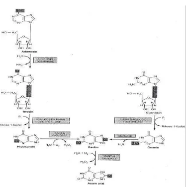 Gambar 2. Pembentukan asam urat dari nukleotida purin melalui basa purin hipoxantin, xantin dan guanin (Stryer, 2000) 
