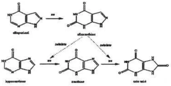 Gambar 4. Mekanisme allopurinol terhadap pembentukan asam   urat (Stryer, 2000) 