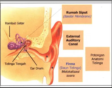 Gambar 3. Irisan telinga dan bagian-bagian yang berfungsi sebagai 