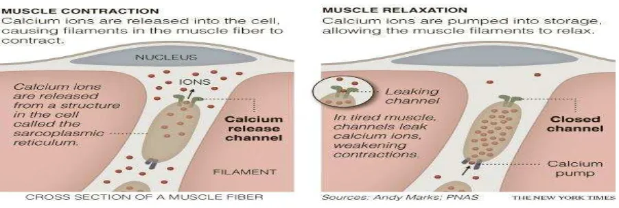 Figure 2.1: Leakage and storage of Calcium ions during muscle contraction and  