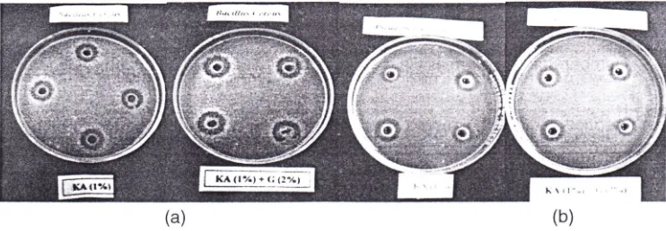 Gambar 2. Zona penghambatan antibakteri kitosan 1 % dan kitosan 1 % dengan penambahan ekstrak 2% pada bakteri B