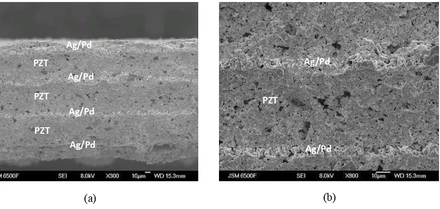 Fig. 7. SEM micrographs of the thick-film piezoelectric multilayer cantilever sample, with magnification at (a) 300 and (b) 800