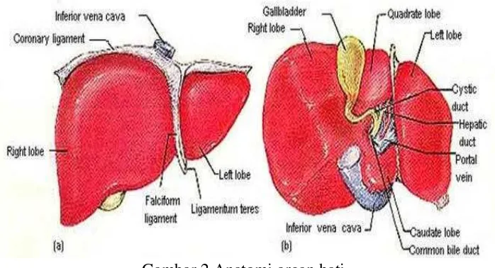 Gambar 2 Anatomi organ hati 