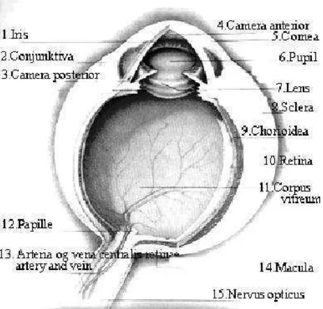 Gambar 4 Anatomi mata  