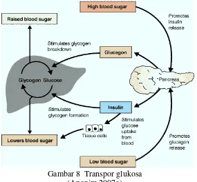 Gambar 8  Transpor glukosa 