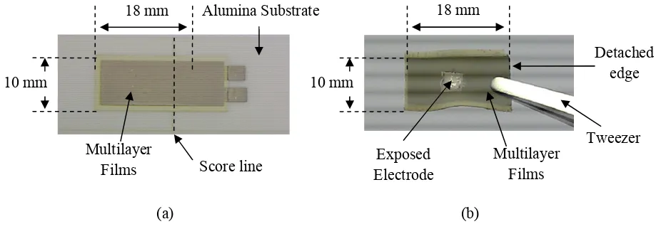 Fig. 3: Photographs of (a) a substrate-based specimen printed across a score line on a substrate (it will be broken off to reveal substrate-free film) and (b) a substrate-free specimen (detached from substrate-base after sacrificial fabrication process and
