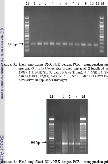 Gambar 3.4 Hasil amplifikasi DNA NSK dengan PCR   menggunakan primer 
