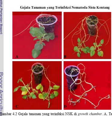 Gambar 4.2 Gejala tanaman yang terinfeksi NSK di growth chamber. A. Tanaman 