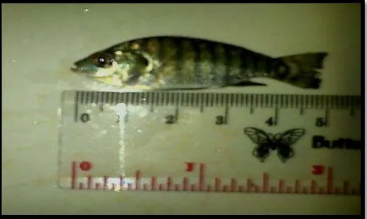 Gambar 2. Benih Ikan Nila (Oreochromis niloticus) 