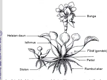 Gambar 2.1 Morfologi eceng gondok (Eichhornia crassipes) (Sumber: Gopal 