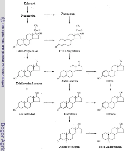 Gambar 8  Biosintesis hormon steroid  (Sumber: Berne dan Levy 1988)  