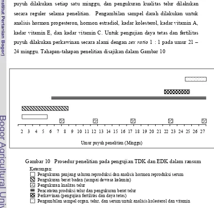 Gambar 10   Prosedur penelitian pada pengujian TDK dan EDK dalam ransum 