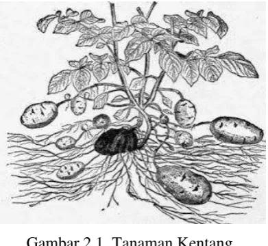 Gambar 2.1. Tanaman Kentang 