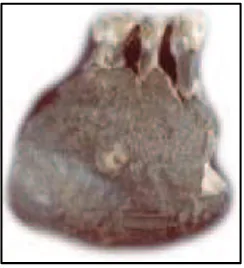 Gambar 4. Tulang rahang bawah Meganthropus Paleojavanicus 
