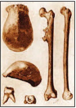 Gambar 5. Fosil tengkorak dan tulang paha Pithecanthropus Erectus 