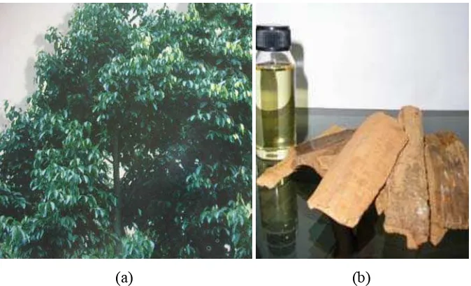 Gambar 1. (a) pohon mesoyi (Sudibyo, 1998) dan (b) minyak atsiri kulit 