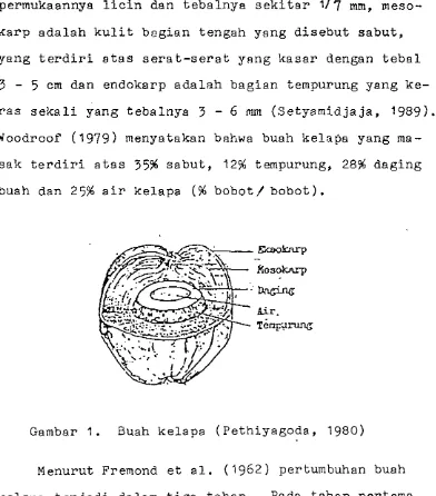 Gambar 1. Buah kelapa (Pethiyagoda, 1980) 