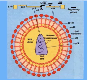 Gambar 2. Struktur HIV (Cunningham dkk, 1997) 